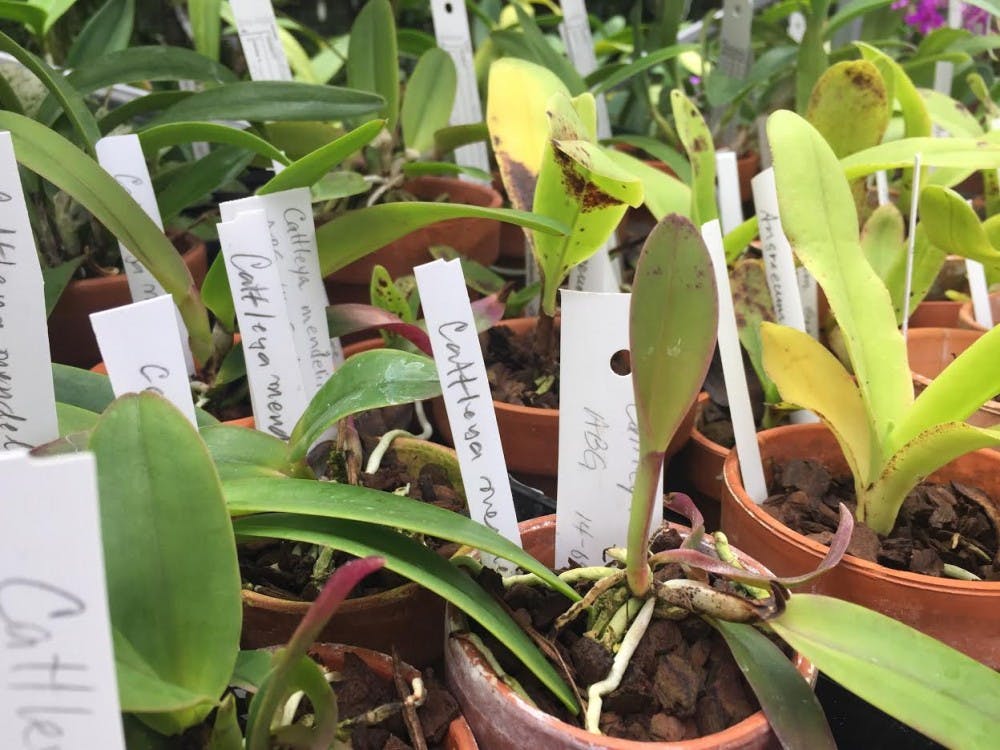 <p>Plants were on display in the Rinard Orchid Greenhouse during the monthly Lunch at the Greenhouse program Oct. 4. Ball State community members can particpate on the first Wednesday of every month from noon to 1 p.m. <strong>Samantha Johnson, Unified Media</strong></p>