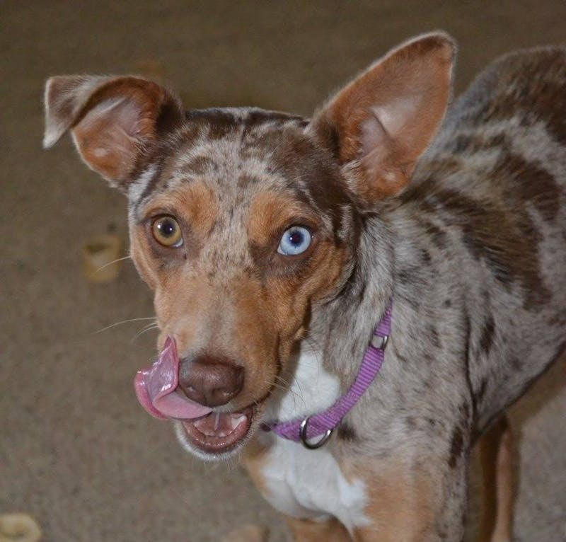 Ball State student, Muncie animal shelter hope new law reduces animal cruelty