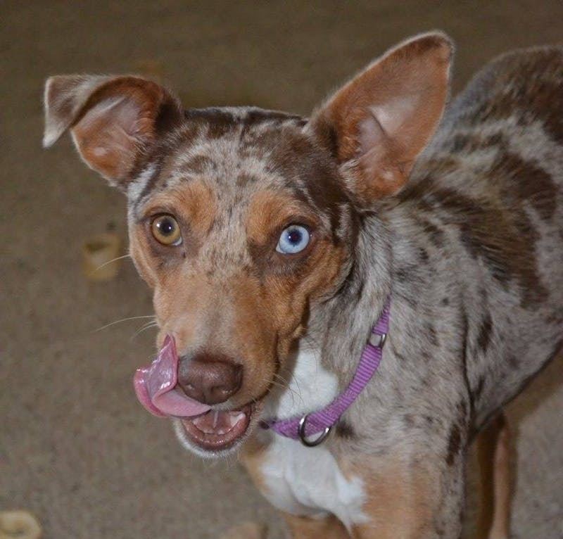 Sarah Schafer’s dog Maggie licks her face when posing for a photo . Maggie’s breed and background are unknown, but Schafer believes she is part sheep dog. Sarah Schafer, Photo Provided