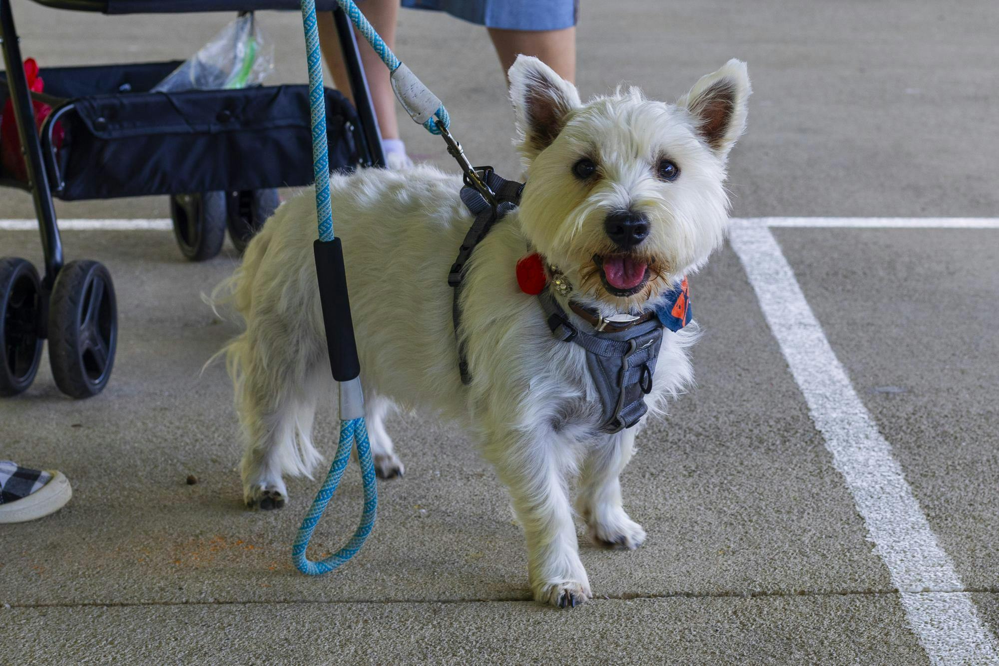Dog stands with its owner at the Grateful Tail Wagging Showcase on Sept. 7 in Yorktown Ind. The showcase included pet related vendors, a dog food giveaway and a 5k fun run. Brenden Rowan, DN