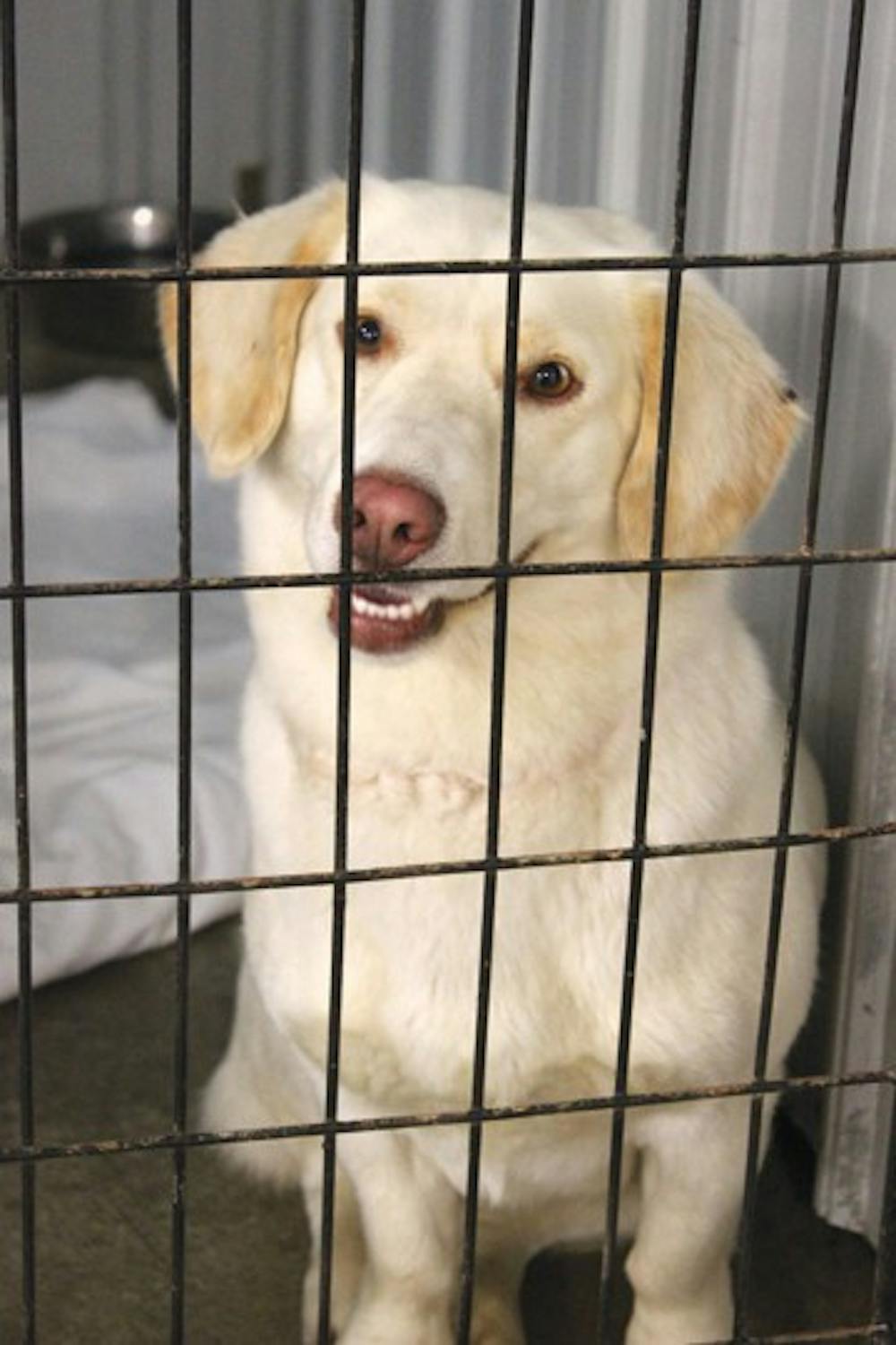 An adoptable dog at ARF smiles through the bars of its cage. ARF is a no-kill, animal rescue center that has been in the Muncie Community for over 15 years. DN PHOTO KRYSTAL BYERS