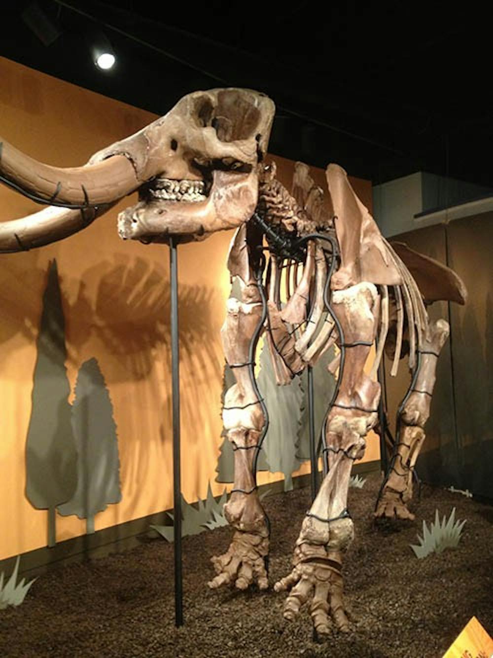 Logan Buesching’s family’s mastodon find stands in the Indiana State Museum. The 13,000-year-old mastodon skeleton is one of the most intact skeletons found in the Midwest. PHOTO PROVIDED BY LOGAN BUESCHING