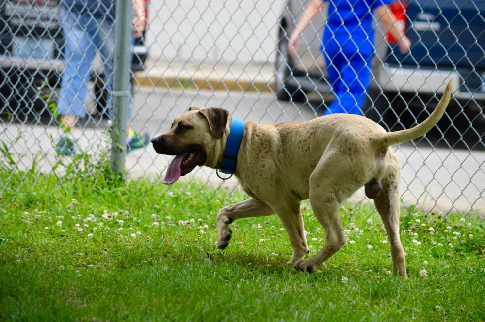 A Facebook film crew visited The Muncie Animal Shelter on July 18 to talk with volunteers as they walked dogs and played the mobile game Pokémon Go. DN PHOTO REBECCA KIZER