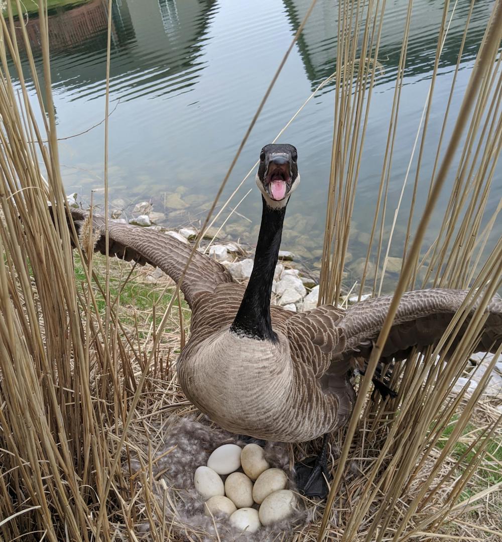 <p>A female Canada goose shows a defense display during a routine check on her nest. David Shearer, doctoral student who was leading a Ball State student research team studying the birds’ migration and nesting habits, said being close to wildlife can make the connection between people and nature closer. <strong>David Shearer, Photo Provided</strong></p>