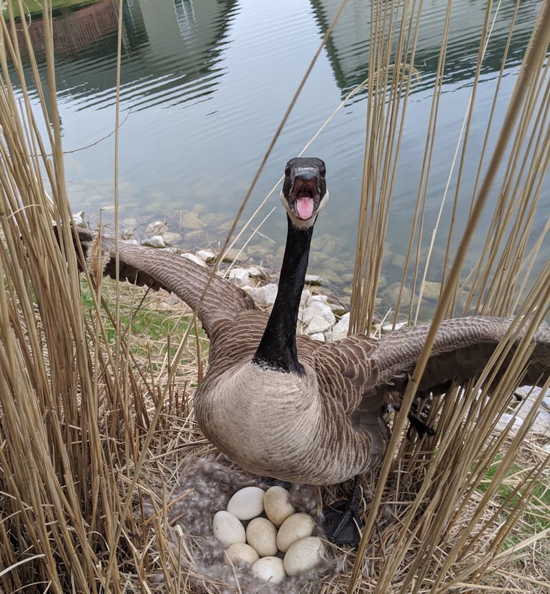 A female Canada goose shows a defense display during a routine check on her nest. David Shearer, doctoral student who was leading a Ball State student research team studying the birds’ migration and nesting habits, said being close to wildlife can make the connection between people and nature closer. David Shearer, Photo Provided