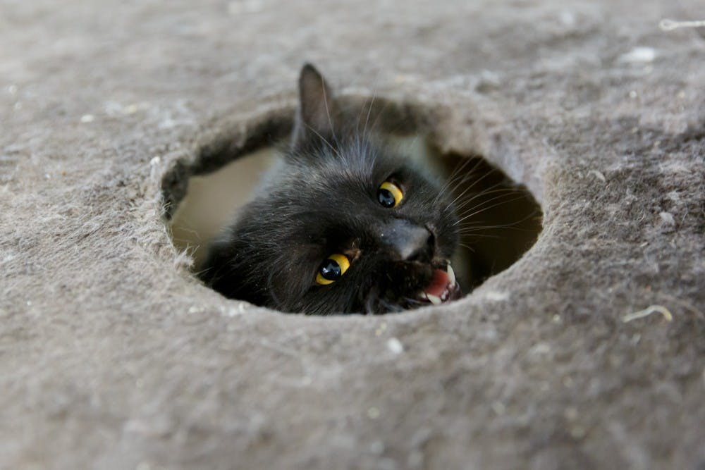 Garry the cat is up for adoption at Muncie Animal Care & Services. During the month of December adoption fees will be lowed to $25 for each animal. Kyle Crawford // DN