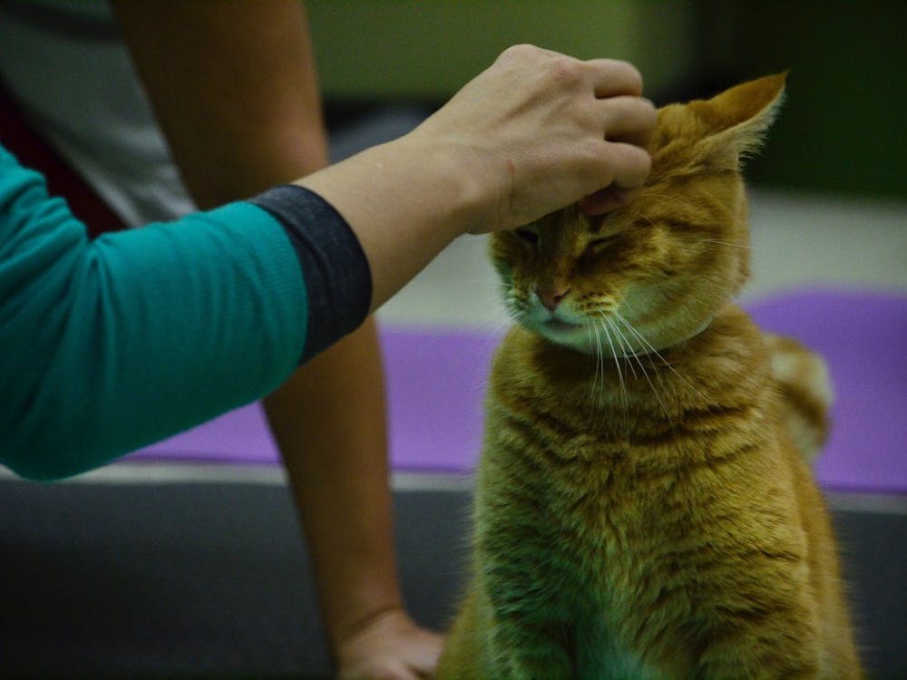 People of Muncie interact with cats during yoga at the Muncie Animal Care & Services shelter on January 19, 2017.Photograph by Emily E. Sobecki © 2017