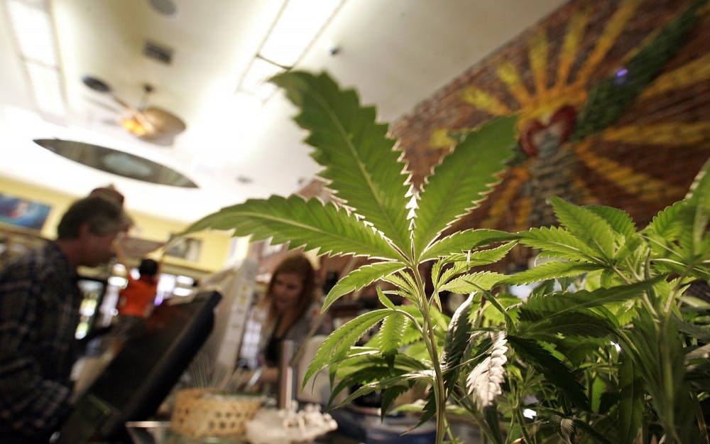 Medical marijuana plants for sale at The Farmacy, a popular California medical marijuana dispensary, in November 2009. (Spencer Weiner/Los Angeles Times/TNS) 