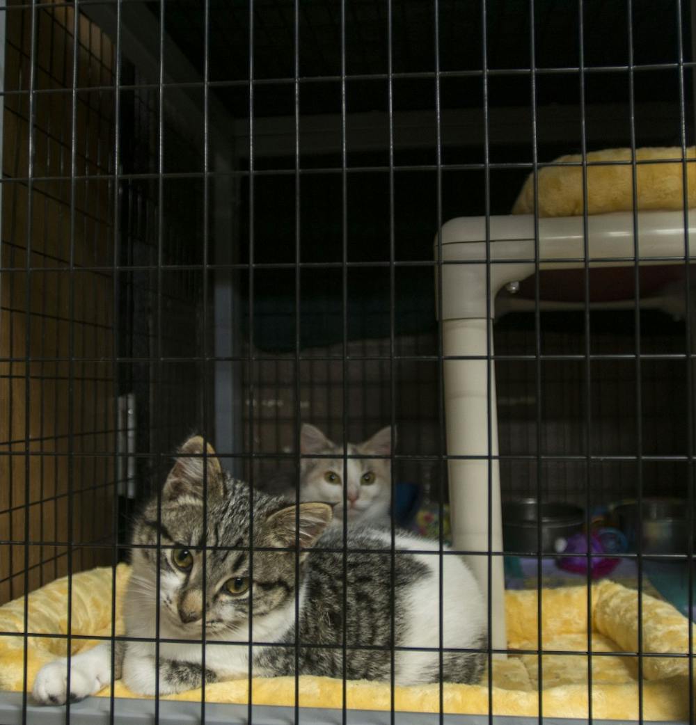 <p>The Muncie Animal Shelter will be moving to 901 W. Riggin Rd. in about 12 weeks. The current building was never fully&nbsp;adequate because the city built it so quickly to replace the other animal shelter at the time, said Shelter Director Phil Peckinpaugh. <em>DN FILE PHOTO BREANNA DAUGHERTY</em></p>