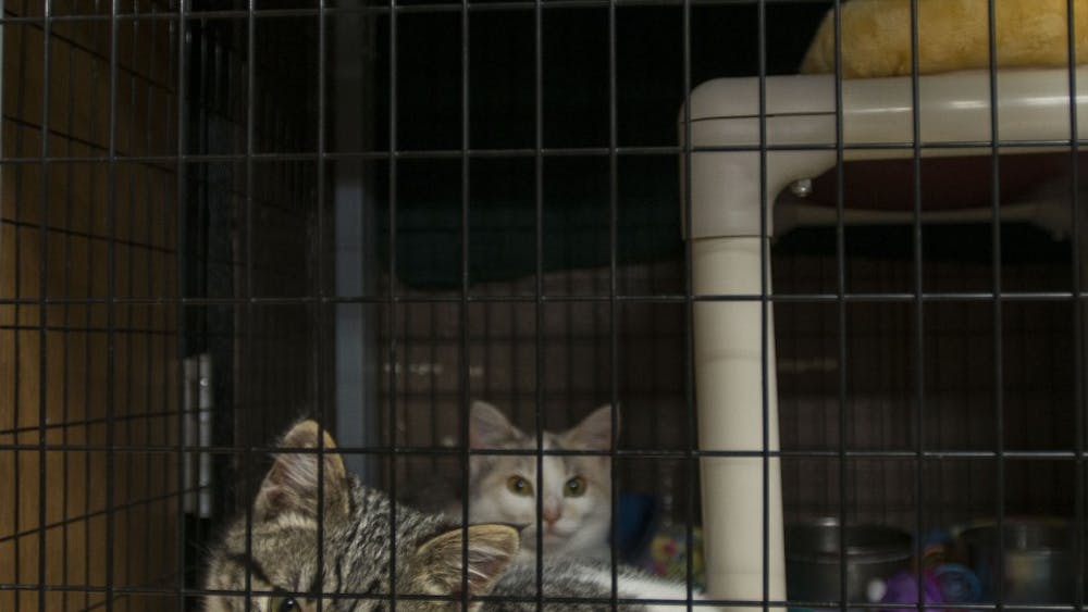 The Muncie Animal Shelter will be moving to 901 W. Riggin Rd. in about 12 weeks. The current building was never fully&nbsp;adequate because the city built it so quickly to replace the other animal shelter at the time, said Shelter Director Phil Peckinpaugh. DN FILE PHOTO BREANNA DAUGHERTY