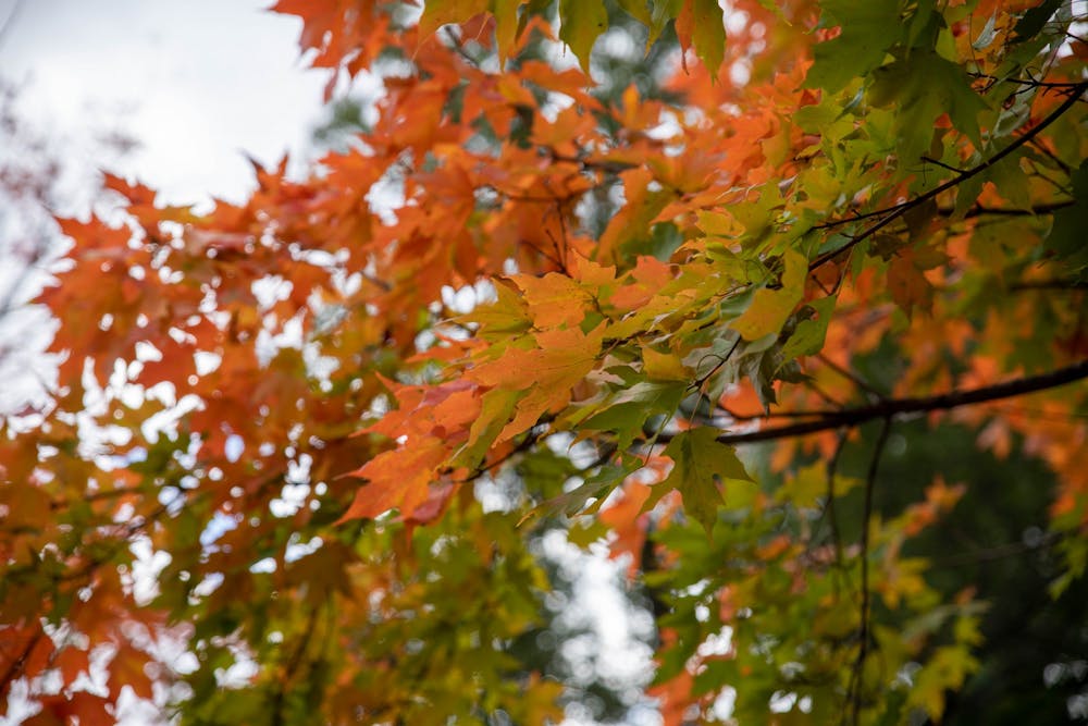 <p>Orange leaves hang from a tree Sept. 29, 2020, in The Quad. Leaves stop their food-making process in the fall due to the change in the temperature and the length in daylight. <strong>Jaden Whiteman, DN</strong></p>