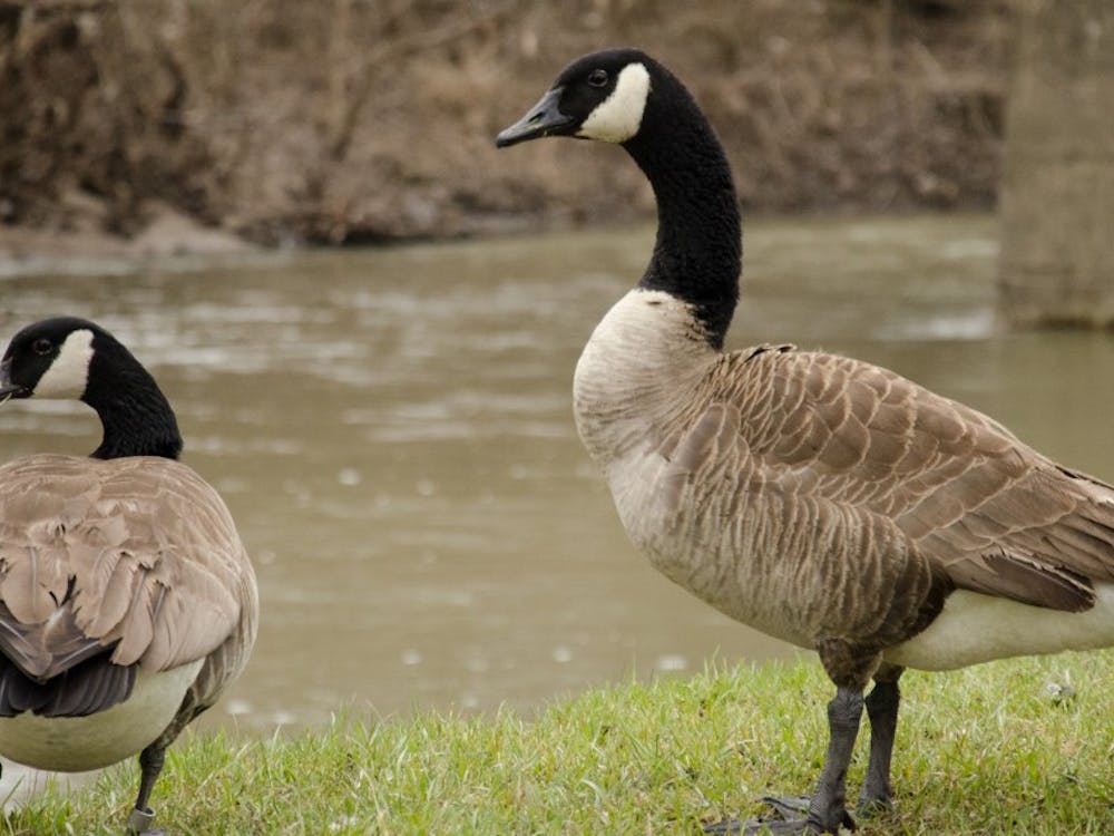 Geese flood Muncie streets and banks as spring weather approaches. Madeline Grosh, DN