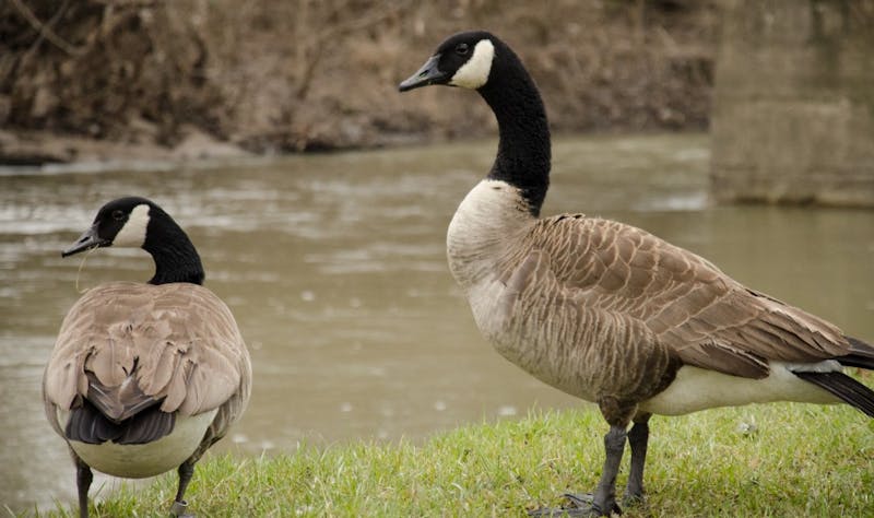 Geese flood Muncie streets and banks as spring weather approaches. Madeline Grosh, DN