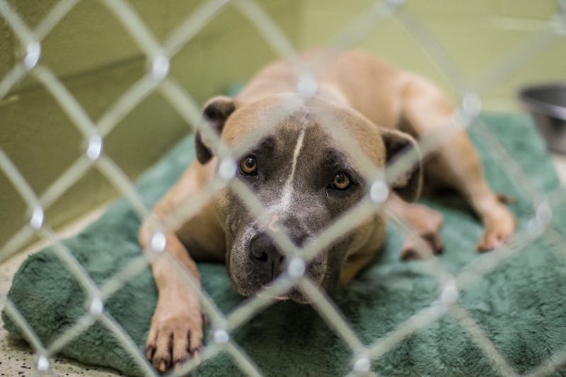 Local shelter offering housing to pit bulls in danger