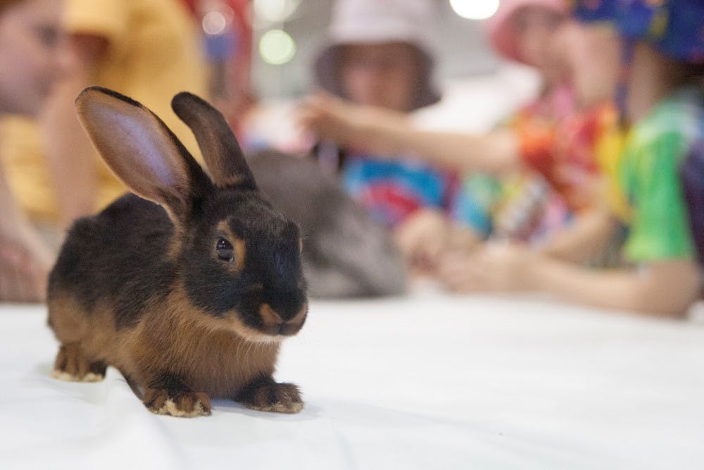 Twirk, a bunny owned by Krisha Griffith, sits on a table for petting in the rabbit and chicken barn on Tuesday. Twirk is Tan rabbit, which is one of the many breeds that were on hand at the fair. Jordan Huffer / BSU at the Fair