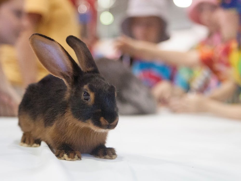 Twirk, a bunny owned by Krisha Griffith, sits on a table for petting in the rabbit and chicken barn on Tuesday. Twirk is Tan rabbit, which is one of the many breeds that were on hand at the fair. Jordan Huffer / BSU at the Fair
