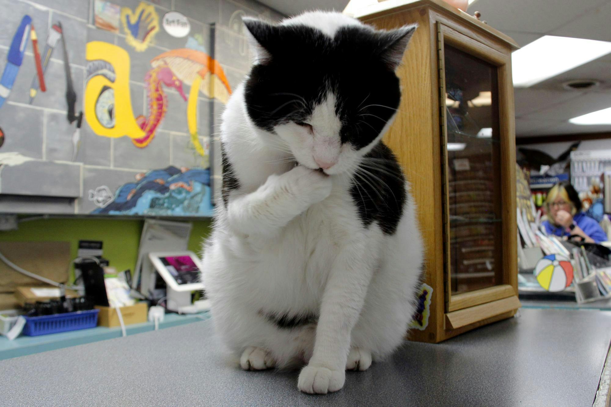 Barcode, the Art Mart cat mascot, sits atop the store's front counter Sept. 4 in Muncie, Ind. Katherine Hill, DN