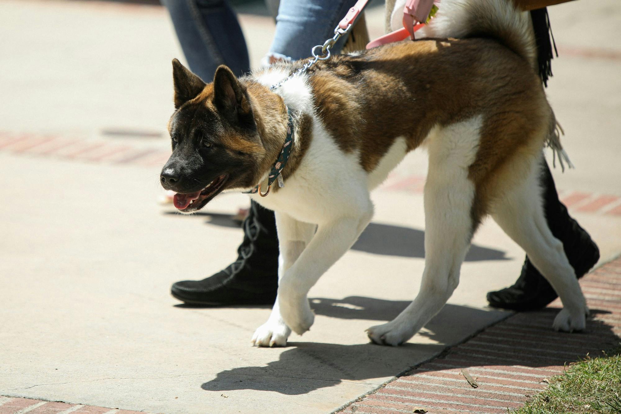 A dog walking with its owner on the UCLA campus May 8. The Los Angeles campus is a popular destination for locals to walk and exercise. Daniel Kehn, DN