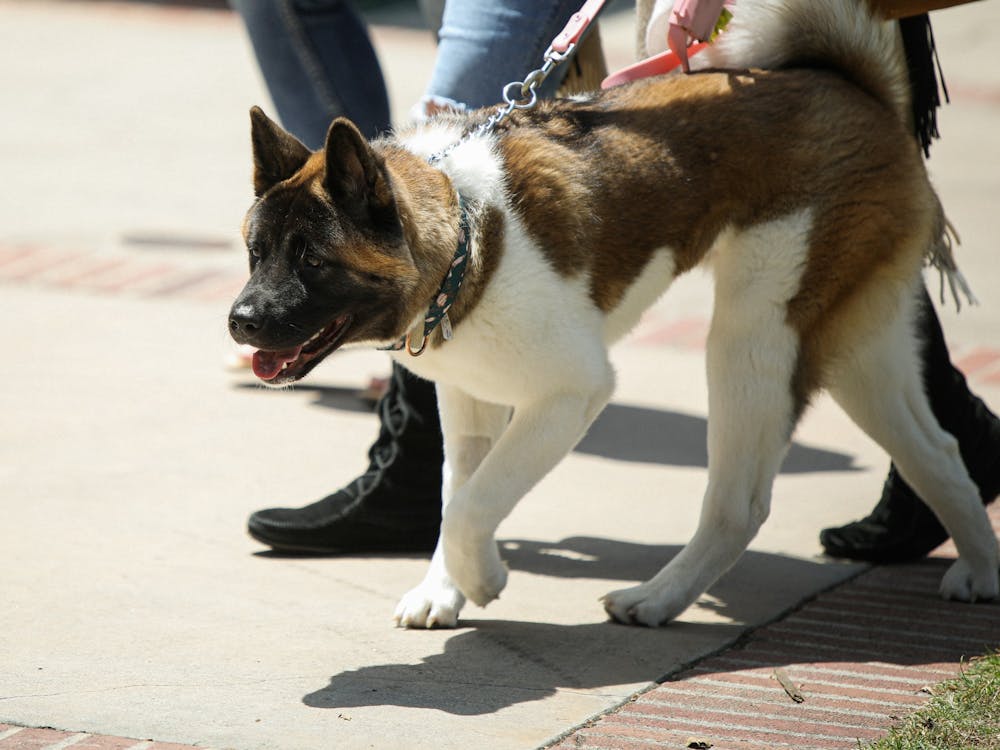 A dog walking with its owner on the UCLA campus May 8. The Los Angeles campus is a popular destination for locals to walk and exercise. Daniel Kehn, DN
