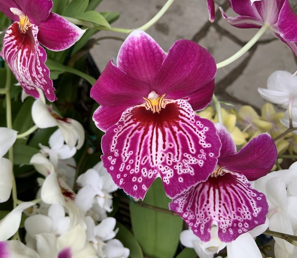 This photo shows one of the plants up for sale at Ball State's Rinard Orchid Greenhouse. The greenhouse's annual orchid sale being held both online and in-person this semester. Erica Forstater, Photo Provided