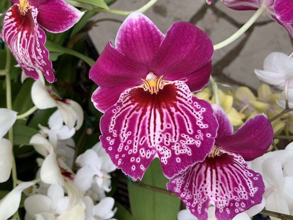 This photo shows one of the plants up for sale at Ball State's Rinard Orchid Greenhouse. The greenhouse's annual orchid sale being held both online and in-person this semester. Erica Forstater, Photo Provided
