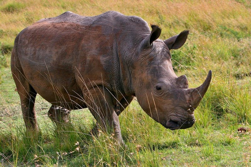 A Brief History of Poaching Ball State Daily