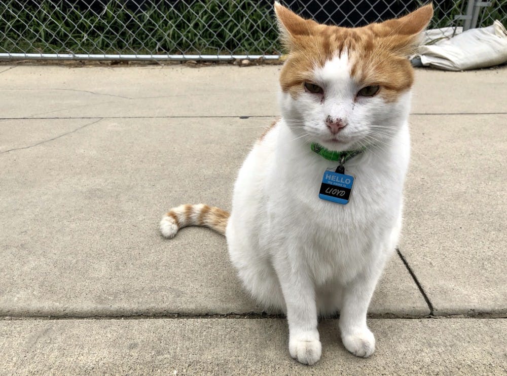<p>Lloyd the cat sits on the Cow Path near the Johnson and LaFollette residence halls. Lloyd enjoyed attention from students as they walked by almost all day, even during the winter. <strong>Tailiyah Johnson, DN File</strong></p>