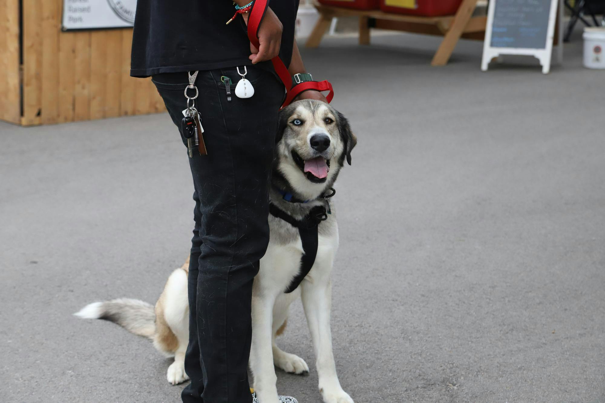 A dog sits while its owner talks with a vendor at the Farmers Market June 8 at Minnetrista Museum and Gardens in Muncie. The event is dog-friendly, but dogs must be kept on leashes. Olivia Ground, DN