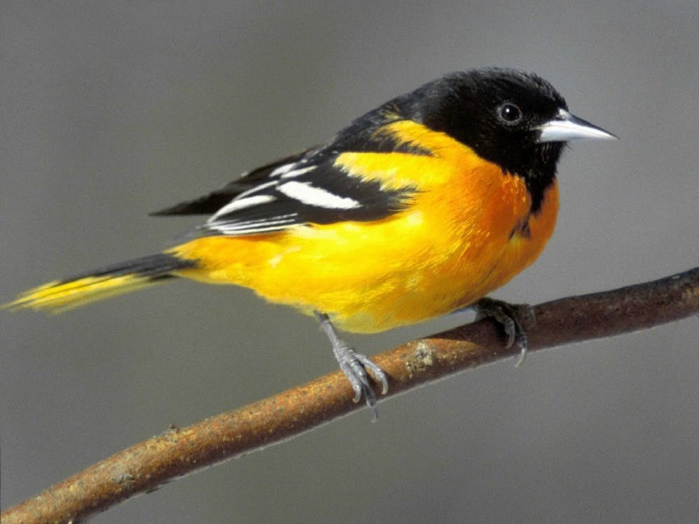 A Baltimore oriole sits on a tree branch. Kamal Islam, professor of biology, said Baltimore orioles use Muncie as a stopping point before continuing their migration up north. Pixabay, Photo Courtesy