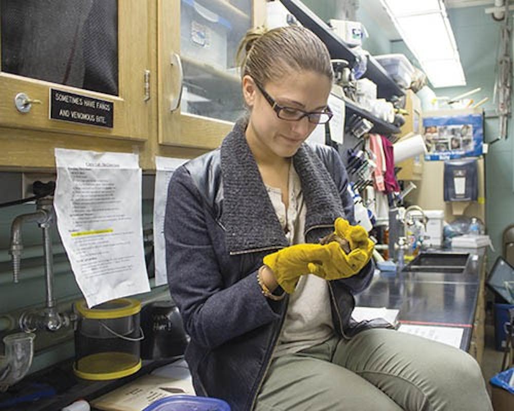 Melissa Ford, a senior biology major, holds one of the bats that are kept in a Cooper Physical Science Building lab. Several students, who all have biology-related majors, maintain the bats. DN PHOTO ROSS MAY