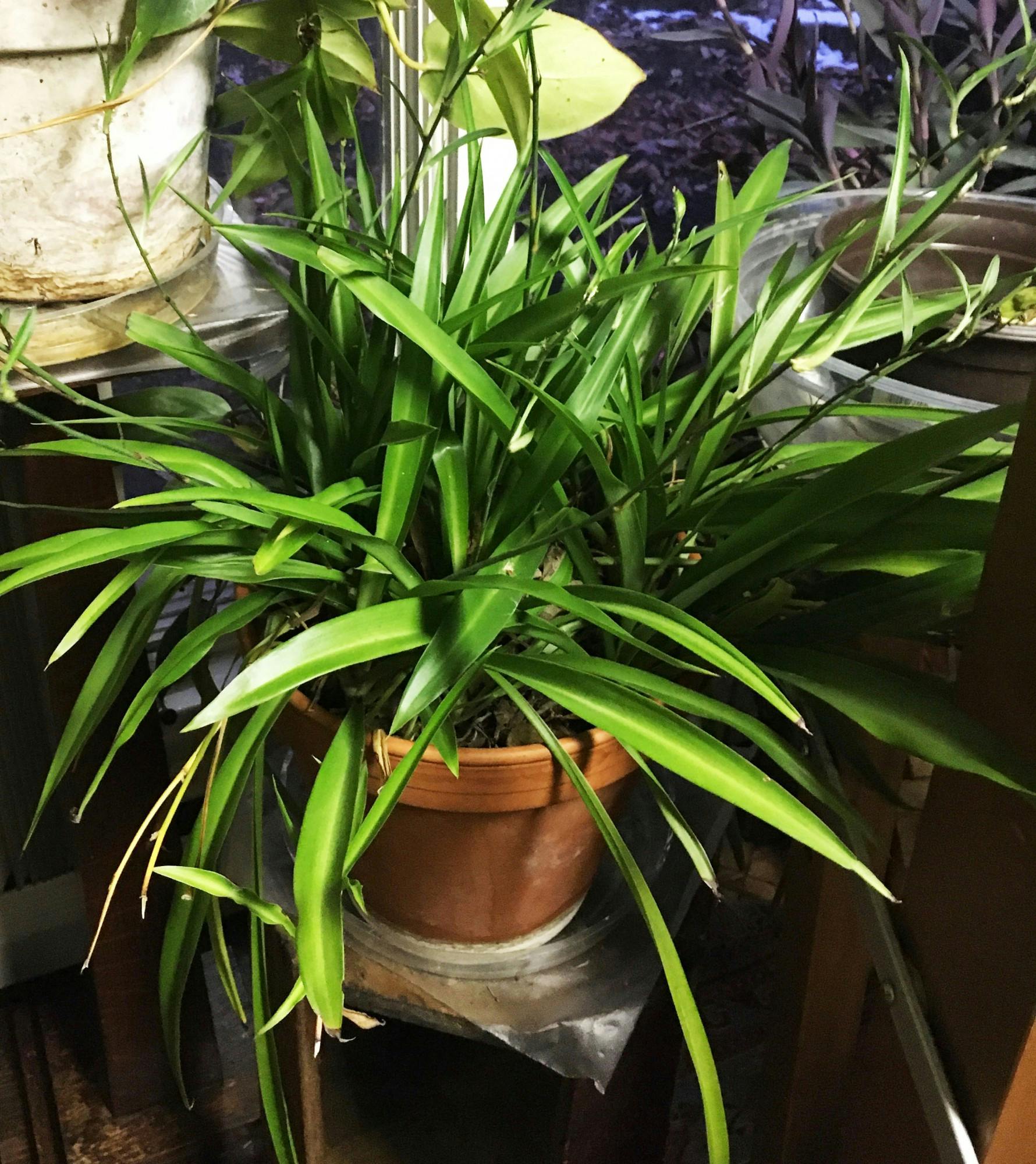 Ann Heintzelman, a Ball State alumna, received a spider plant from her grandmother 35 years ago. Heintzelman keeps her plants in her sunroom with a humidifier in the winter, and during the summer months, she incorporates her plants into her outdoor garden where they truly thrive. Ann Heintzelman, Photo Provided