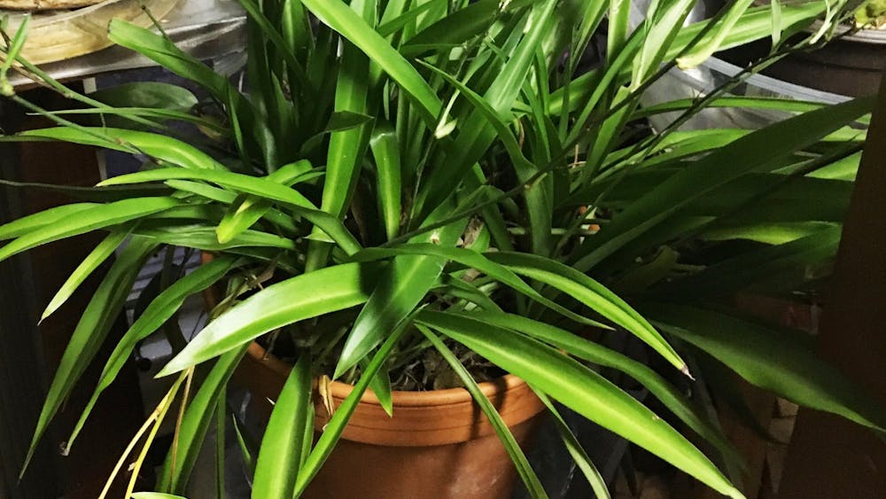 Ann Heintzelman, a Ball State alumna, received a spider plant from her grandmother 35 years ago. Heintzelman keeps her plants in her sunroom with a humidifier in the winter, and during the summer months, she incorporates her plants into her outdoor garden where they truly thrive. Ann Heintzelman, Photo Provided