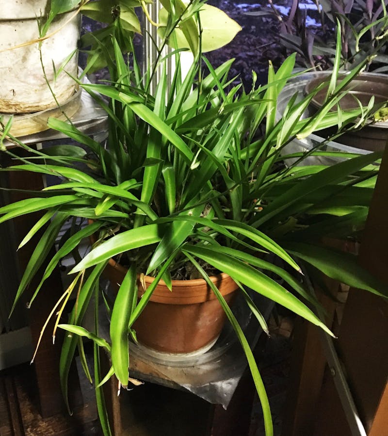 Ann Heintzelman, a Ball State alumna, received a spider plant from her grandmother 35 years ago. Heintzelman keeps her plants in her sunroom with a humidifier in the winter, and during the summer months, she incorporates her plants into her outdoor garden where they truly thrive. Ann Heintzelman, Photo Provided