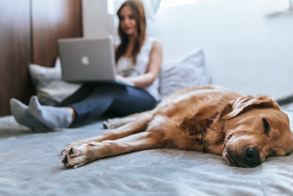 <p>Ball State's Anthony and Scheidler apartments will be allowing residents to live with their pets starting the 2019-20 academic year. Along with a $200 pet deposit, students will have to pay a $25 monthly fee per animal, after the animal(s) is approved. <strong>Unsplash, Photo Courtesy</strong></p>
