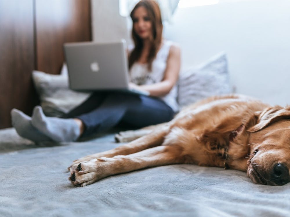 Ball State's Anthony and Scheidler apartments will be allowing residents to live with their pets starting the 2019-20 academic year. Along with a $200 pet deposit, students will have to pay a $25 monthly fee per animal, after the animal(s) is approved. Unsplash, Photo Courtesy