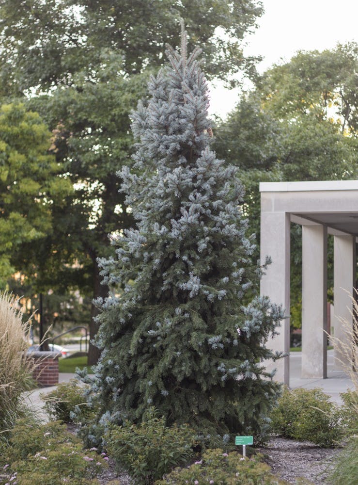 The Ball State Arboretum contains a collection of plants at Ball State and can be found by taking the tree trails on campus, which has over 7,400 trees. Shown above is a Bakeri Spruce, which if found on the Blue Tree Trail in front of Emens Auditorium. DN PHOTO EMMA ROGERS