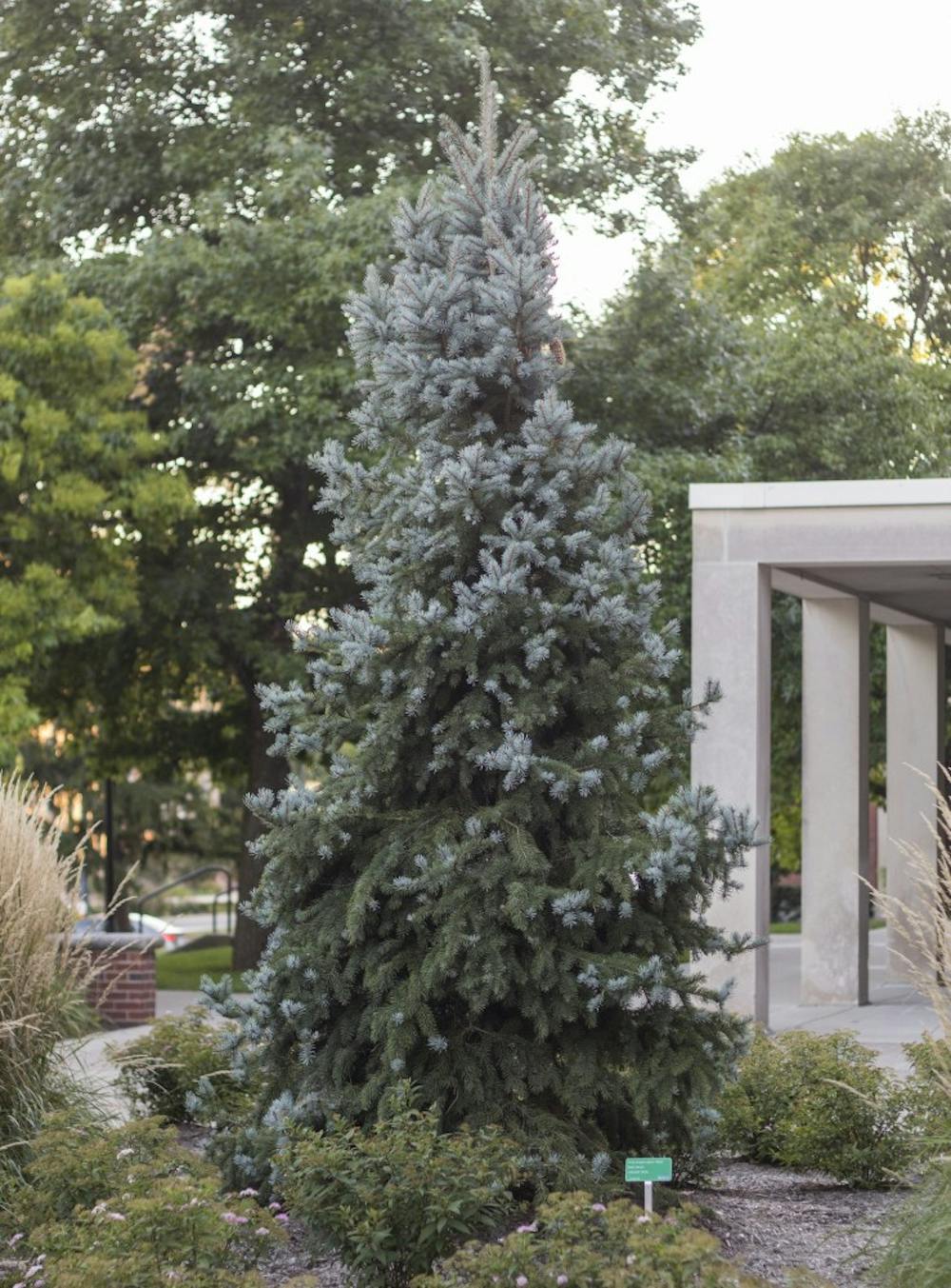 <p>The Ball State Arboretum contains a collection of plants at Ball State and can be found by taking the tree trails on campus, which has over 7,400 trees. Shown above is a Bakeri Spruce, which if found on the Blue Tree Trail in front of Emens Auditorium. <em>DN PHOTO EMMA ROGERS</em></p>