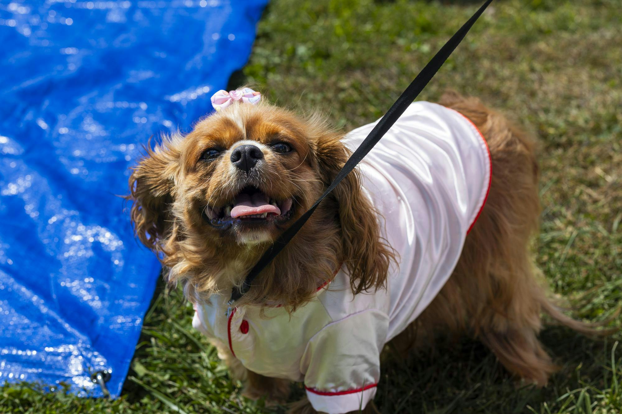 Dog stands with its owner at the Grateful Tail Wagging Showcase Sept. 7 in Yorktown Ind. The showcase included pet related vendors, a dog food giveaway and a 5k fun run. Brenden Rowan, DN