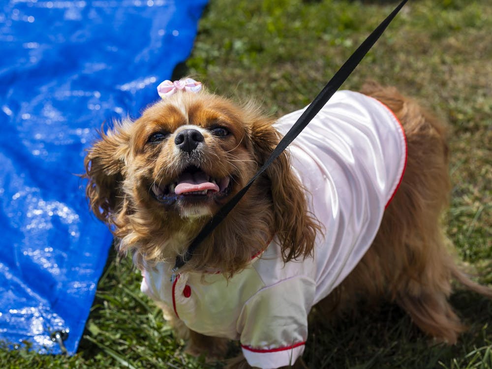 Dog stands with its owner at the Grateful Tail Wagging Showcase Sept. 7 in Yorktown Ind. The showcase included pet related vendors, a dog food giveaway and a 5k fun run. Brenden Rowan, DN