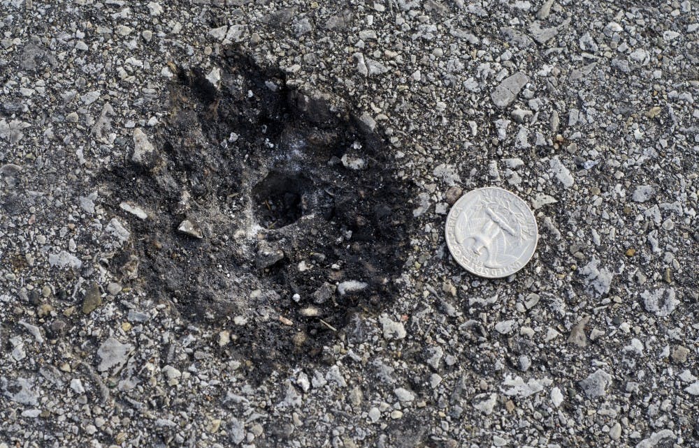 A bullet hole on Neely Avenue outside of the Student Recreation and Wellness Center resulted from an officer’s accidental discharge during the search for a reported armed assailant Friday. No one was injured. DN PHOTO COREY OHLENKAMP