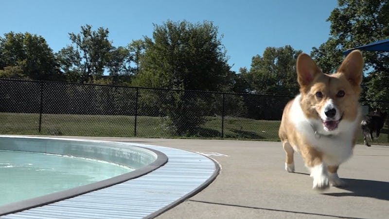 Max_Robson_DOGs_91025.mp4