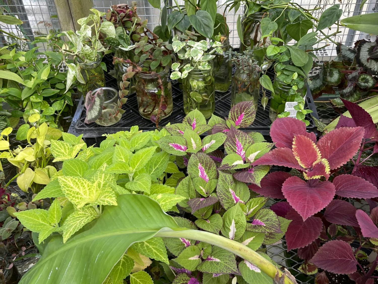 Illegal orchid trading