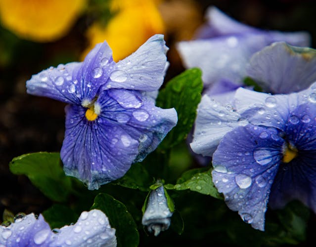 Blooming in the rain flowers soak up springtime showers