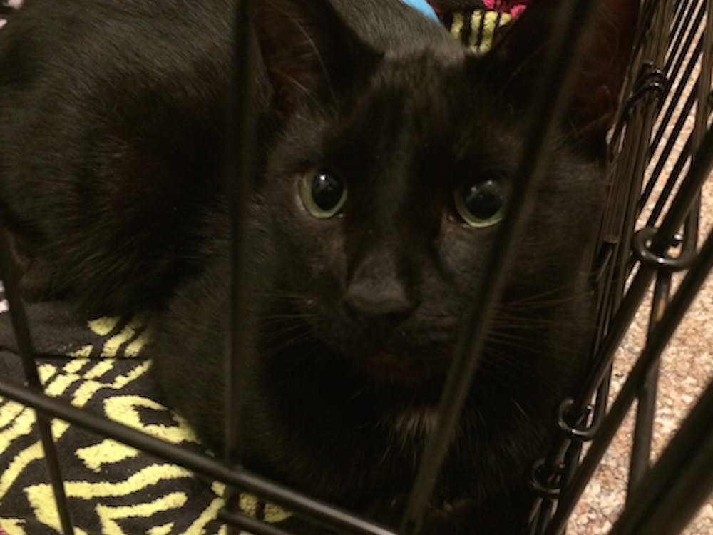 Ball State alumni Alice Thomsen's 8 year old cat, Del Ray, went missing two years ago after somehow escaping. Del Ray was found by another Ball State alumna, Krista Sanford, and was returned to Thomsen in October. Krista Sanford // Photo Provided