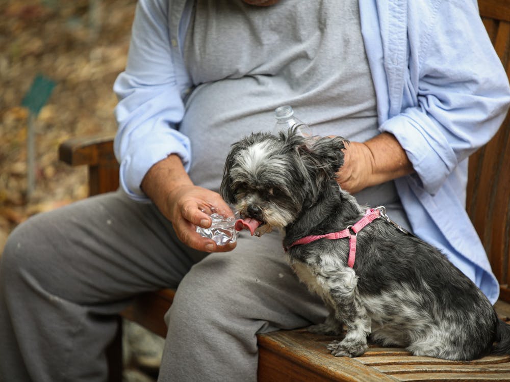 A dog drinking water from its owner at the Mildred E. Mathias Botanical Garden in Los Angeles May 8. Dogs are allowed in the garden but are asked to remain on a leash. Daniel Kehn, DN
