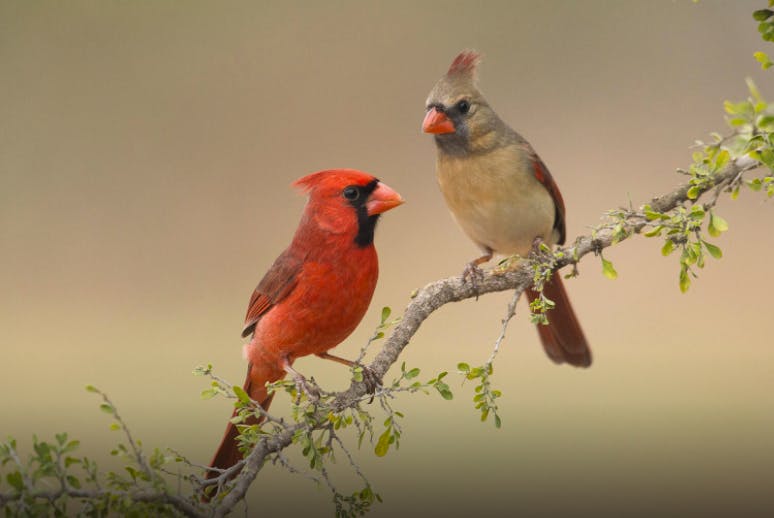 Cardinals are among songbird species in Indiana that have been reported with symptoms of an unknown illness, including disorientation and other neurological signs, eye swelling and crusty discharge. Federal agencies and nonprofits are assisting with research and testing for possible illnesses. Carole Wiley/ Audubon Society, Photo Courtesy