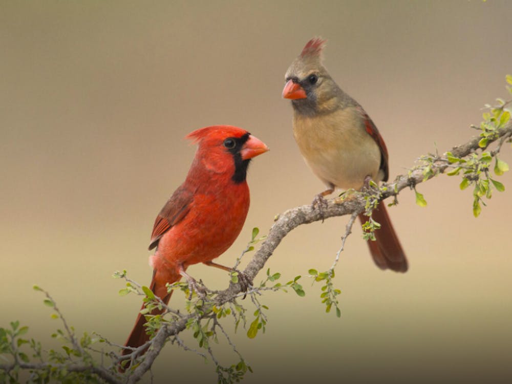 Cardinals are among songbird species in Indiana that have been reported with symptoms of an unknown illness, including disorientation and other neurological signs, eye swelling and crusty discharge. Federal agencies and nonprofits are assisting with research and testing for possible illnesses. Carole Wiley/ Audubon Society, Photo Courtesy