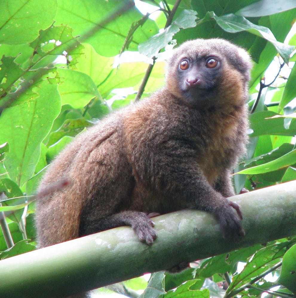Golden Bamboo Lemur                                                      PHOTO COURTESY OF WIKIMEDIA COMMONS