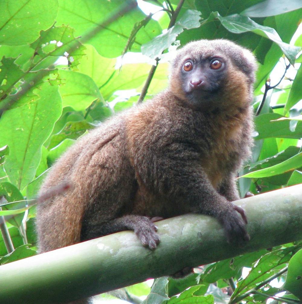 <p><strong>Golden Bamboo Lemur  </strong><em>                                                    PHOTO COURTESY OF WIKIMEDIA COMMONS</em></p>