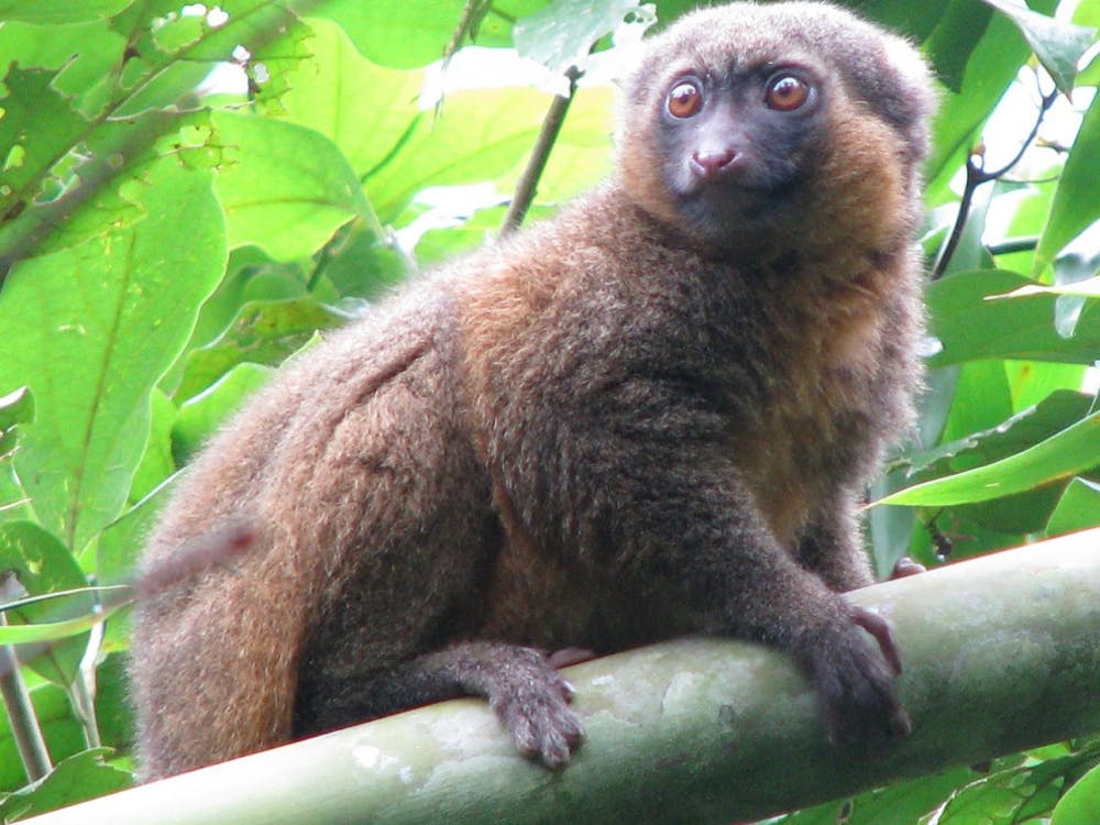 Golden Bamboo Lemur                                                      PHOTO COURTESY OF WIKIMEDIA COMMONS